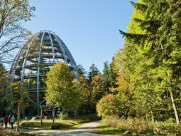 Der Baumwipfelpfad im Nationalpark Bayerischer Wald mit Aussichtsturm und vielen grünen Bäumen.