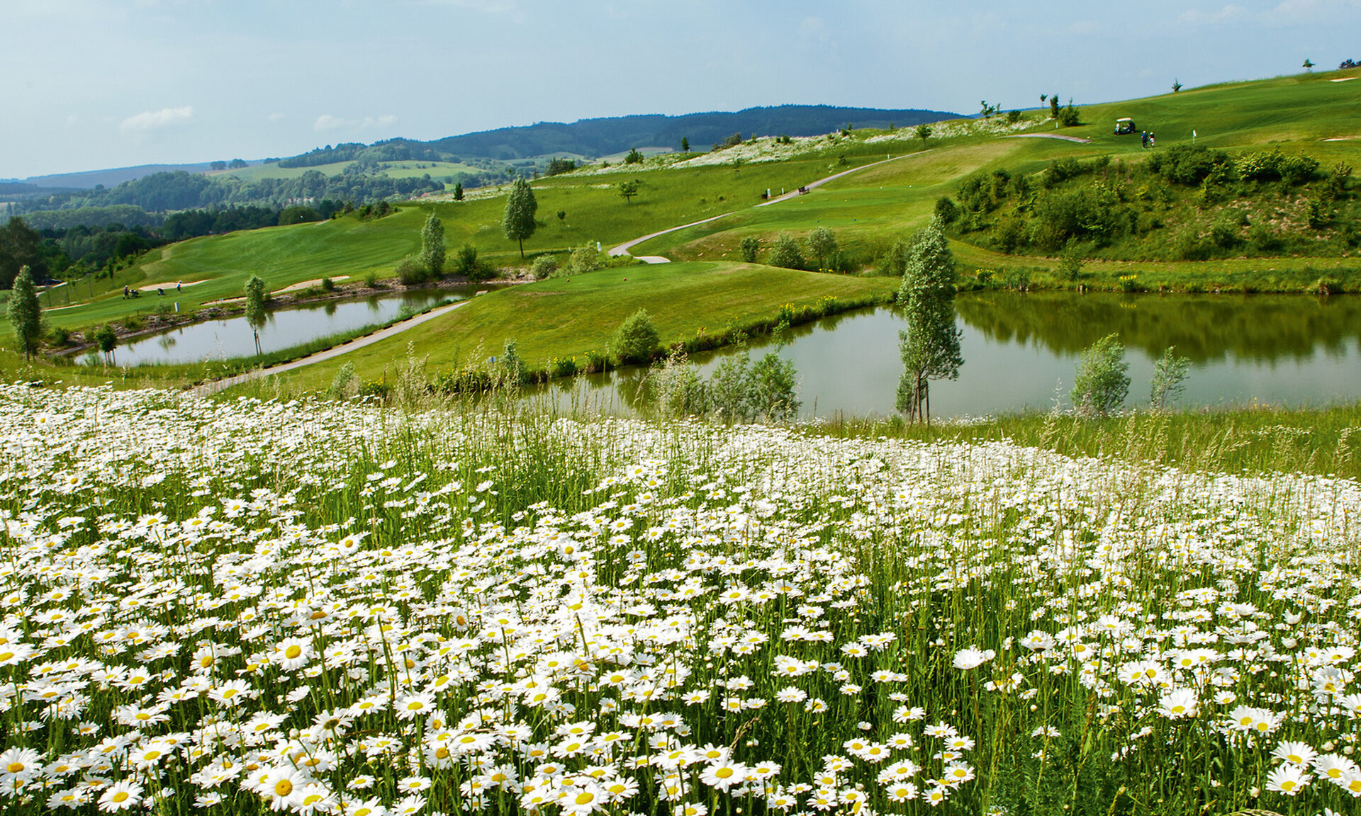 Eine Blumenwiese mit vielen weissen Blumen und verschiedenen kleinen Teichen im Bella Vista Golfpark in Bad Birnbach