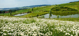 Eine Blumenwiese mit vielen weissen Blumen und verschiedenen kleinen Teichen im Bella Vista Golfpark in Bad Birnbach