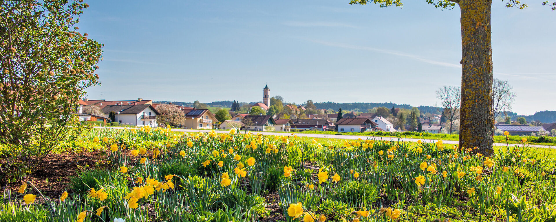 Eine blühende Blumenwiese mit vielen schönen bunten Blumen mit Bad Birnbach im Hintergrund.