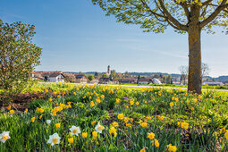 Eine blühende Blumenwiese mit vielen schönen bunten Blumen mit Bad Birnbach im Hintergrund.