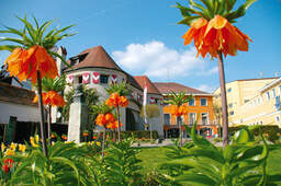 Innenstadt in Schärding mit vielen schöenen blühenden Blumen im Vordergrund an einem wunderschönen Tag.