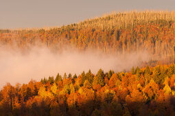 Die Sonne scheint auf den rötlichen, herbstlichen Wald im Rottal, über dem Nebelschwaden schweben.