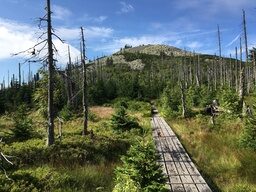 Ein Wanderweg führt durch die Landschaft des Bayerischen Waldes hinauf auf den Lusen.